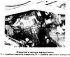 Cardan shaft and rear axle